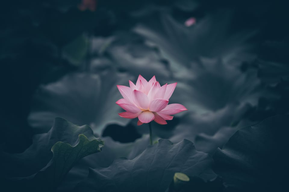 No Mud No Lotus-Thich Nhat Hahn